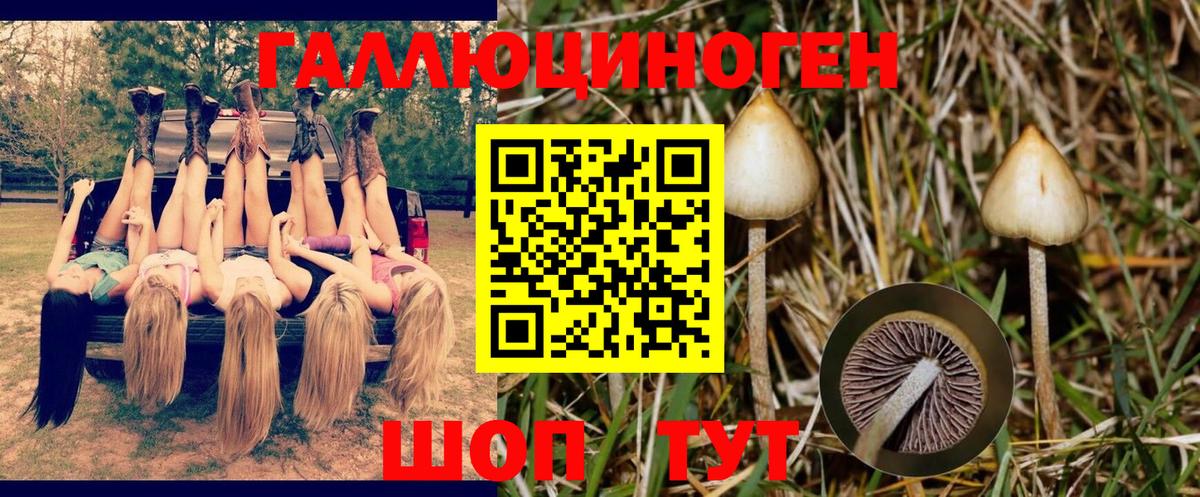 Заволжье  Псилоцибиновые грибы прущие грибы  Вход с VPN 
